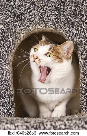 Cat yawning in cat's house View Large Photo Image Stock Image - Cat yawning in cat's house. Fotosearch