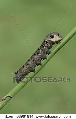 "Caterpillar, Elephant Hawk-moth (Deilephila elpenor), Emsland, Lower Saxony, Germany, Europe" View Large Photo Image Picture - "Caterpillar, Elephant Hawk-moth (Deilephila elpenor), Emsland, Lower Saxony, Germany, Europe". Fotosearch