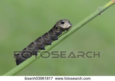 Stock Photo - "Caterpillar, Elephant Hawk-moth (Deilephila elpenor), Emsland, Lower Saxony, Germany, Europe". Fotosearch