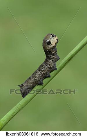 "Caterpillar, Elephant Hawk-moth (Deilephila elpenor), Emsland, Lower Saxony, Germany, Europe" View Large Photo Image Stock Photograph - "Caterpillar, Elephant Hawk-moth (Deilephila elpenor), Emsland, Lower Saxony, Germany, Europe". Fotosearch