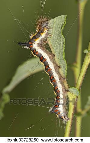 "Caterpillar of a Grey Dagger Moth (Acronista psi) feeding on an Eared Sallow Bush (Salicetum auritae), Baden-Wurttemberg, Germany, Europe" View Large Photo Image Stock Image - "Caterpillar of a Grey Dagger Moth (Acronista psi) feeding on an Eared Sallow Bush (Salicetum auritae), Baden-Wurttemberg, Germany, Europe". Fotosearch