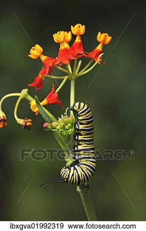 Stock Photo - "Caterpillar of a monarch butterfly (Danaus plexippus), eating flower buds of Mexican butterfly weed (Asclepias curassavica), habitat USA". Fotosearch