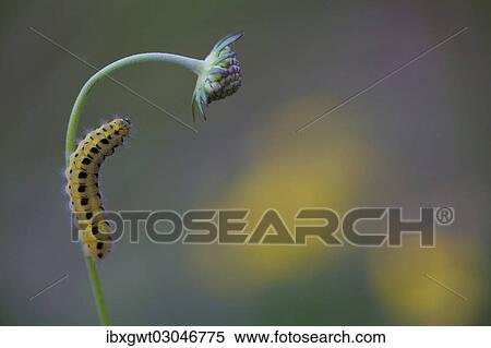 Stock Photography - "Caterpillar of a Six-spot Burnet Moth (Zygaena Filipendulae), Germany, Europe". Fotosearch