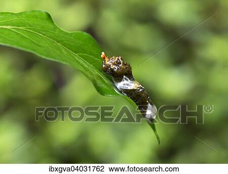 Stock Image - "Caterpillar of a tropical Giant Swallowtail butterfly (Papilio cresphontes) that mimics bird droppings as camouflage, Tambopata Nature Reserve, Madre de Dios Region, Peru, South America". Fotosearch