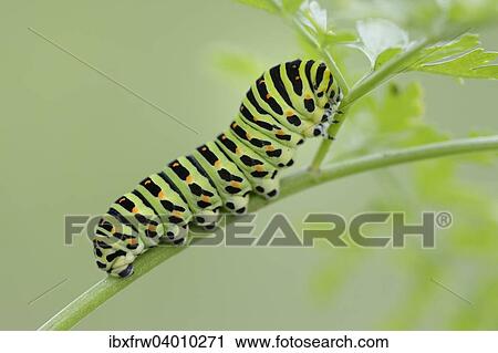 Stock Image - "Caterpillar of an Old World Swallowtail (Papilio machaon), Pleven region, Bulgaria, Europe". Fotosearch