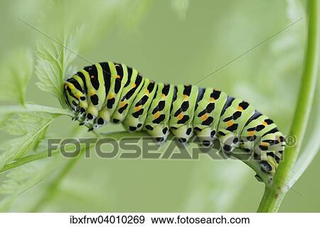 "Caterpillar of an Old World Swallowtail (Papilio machaon), Pleven region, Bulgaria, Europe" View Large Photo Image Stock Photo - "Caterpillar of an Old World Swallowtail (Papilio machaon), Pleven region, Bulgaria, Europe". Fotosearch