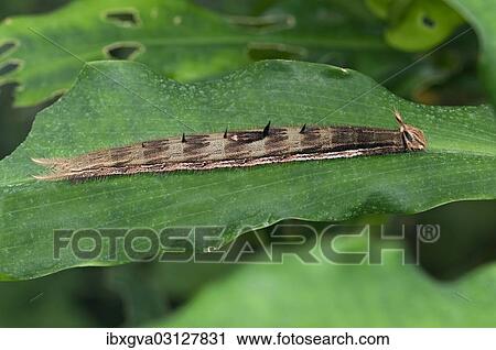 "Caterpillar of an Owl Butterfly (Caligo sp. ), Kerzers, Switzerland, Europe" View Large Photo Image Stock Image - "Caterpillar of an Owl Butterfly (Caligo sp. ), Kerzers, Switzerland, Europe". Fotosearch