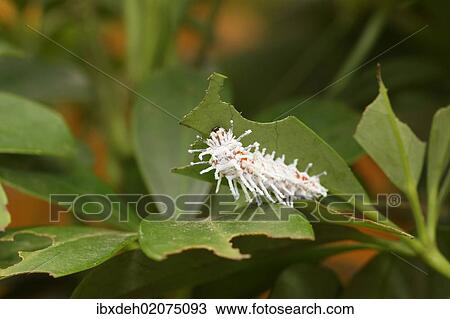 "Caterpillar of the atlas moth (Attacus atlas), early stage, found in Southeast Asia" View Large Photo Image Stock Image - "Caterpillar of the atlas moth (Attacus atlas), early stage, found in Southeast Asia". Fotosearch