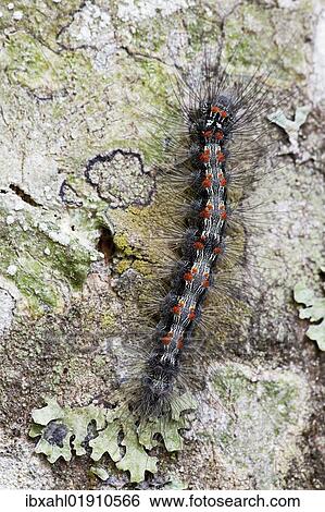 "Caterpillar of the gypsy moth (Lymantria dispar) on beech bark, Plitvice Lakes National Park, Croatia, Europe" View Large Photo Image Stock Photograph - "Caterpillar of the gypsy moth (Lymantria dispar) on beech bark, Plitvice Lakes National Park, Croatia, Europe". Fotosearch
