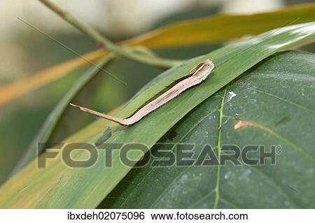 Stock Photograph - "Caterpillar of the purple mort bleu butterfly (Eryphanis polyxena), found in South America". Fotosearch