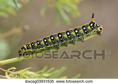 "Caterpillar of the Spurge Hawk-moth (Hyles euphorbiae) feeding on its food plant Cypress Spurge (Euphorbia cyparissias), Germany, Europe" View Large Photo Image Stock Photography - "Caterpillar of the Spurge Hawk-moth (Hyles euphorbiae) feeding on its food plant Cypress Spurge (Euphorbia cyparissias), Germany, Europe". Fotosearch