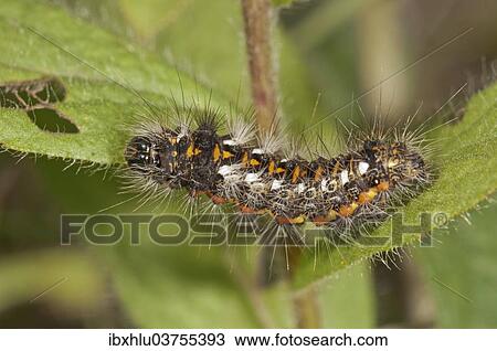 "Caterpillar of the Sweet Gale Moth(Acronicta euphorbiae) on a Downy Elecampane (Inula hirta), Bavaria, Germany, Europe" View Large Photo Image Stock Image - "Caterpillar of the Sweet Gale Moth(Acronicta euphorbiae) on a Downy Elecampane (Inula hirta), Bavaria, Germany, Europe". Fotosearch