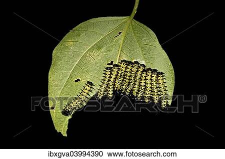 "Caterpillars of the Cydno Longwing (Heliconius cydno), Tambopata National Reserve, Madre de Dios region, Peru, South America" View Large Photo Image Stock Image - "Caterpillars of the Cydno Longwing (Heliconius cydno), Tambopata National Reserve, Madre de Dios region, Peru, South America". Fotosearch