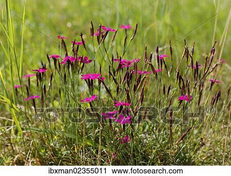 "Cathusian pink (Dianthus carthusianorum), Upper Austria, Austria, Europe" View Large Photo Image Stock Image - "Cathusian pink (Dianthus carthusianorum), Upper Austria, Austria, Europe". Fotosearch