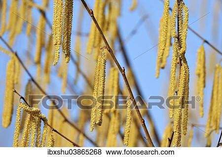 Catkins on a Common Hazel shrub (Corylus avellana) View Large Photo Image Stock Photo - Catkins on a Common Hazel shrub (Corylus avellana). Fotosearch