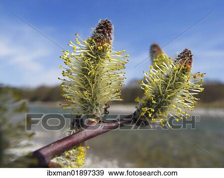 "Catkins, purple willow, purple osier (Salix purpurea), wetlands of the Isar River, Upper Bavaria, Bavaria, Germany, Europe" View Large Photo Image Stock Photo - "Catkins, purple willow, purple osier (Salix purpurea), wetlands of the Isar River, Upper Bavaria, Bavaria, Germany, Europe". Fotosearch