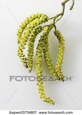 Stock Photo - Catkins. Fotosearch