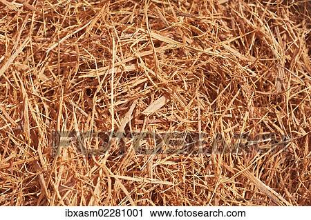"Cat's claw tea (Uncaria tomentosa), component of drugs for cancer treatment, South American prevalence" View Large Photo Image Stock Image - "Cat's claw tea (Uncaria tomentosa), component of drugs for cancer treatment, South American prevalence". Fotosearch