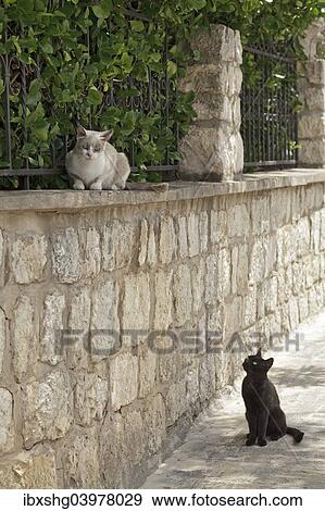 Stock Photo - "Cats, historic centre, Rab Town, Rab, Primorje-Gorski Kotar County, Croatia, Europe". Fotosearch