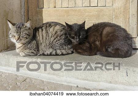 "Cats in a doorway, Krk, Primorje-Gorski Kotar County, Croatia, Europe" View Large Photo Image Stock Photo - "Cats in a doorway, Krk, Primorje-Gorski Kotar County, Croatia, Europe". Fotosearch