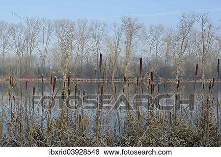 "Cattail or Bulrush (Typha latifolia), meander of the Rhine near Frost, Xanten, Lower Rhine, Germany, Europe" View Large Photo Image Stock Photograph - "Cattail or Bulrush (Typha latifolia), meander of the Rhine near Frost, Xanten, Lower Rhine, Germany, Europe". Fotosearch