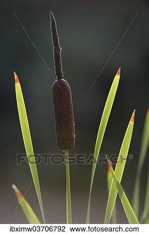 Stock Image - "Cattail (Typha), Stuttgart, Baden-Wurttemberg, Germany, Europe". Fotosearch