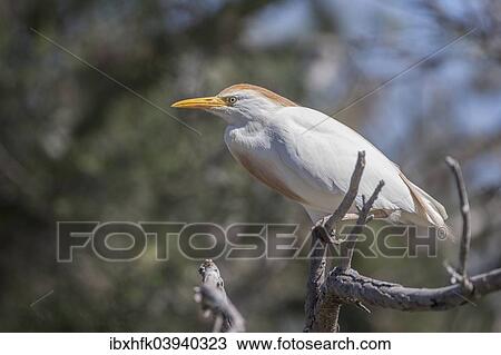 "Cattle Egret (Bubulcus ibis) in breeding plumage, Camargue, France, Europe" View Large Photo Image Stock Image - "Cattle Egret (Bubulcus ibis) in breeding plumage, Camargue, France, Europe". Fotosearch