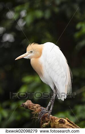 "Cattle Egret (Bubulcus ibis coromandus), Queensland, Australia, Oceania" View Large Photo Image Stock Photo - "Cattle Egret (Bubulcus ibis coromandus), Queensland, Australia, Oceania". Fotosearch