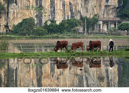 Picture - "Cattle herder bringing cows and oxen home for the night, Vietnam, Southeast Asia, Asia". Fotosearch
