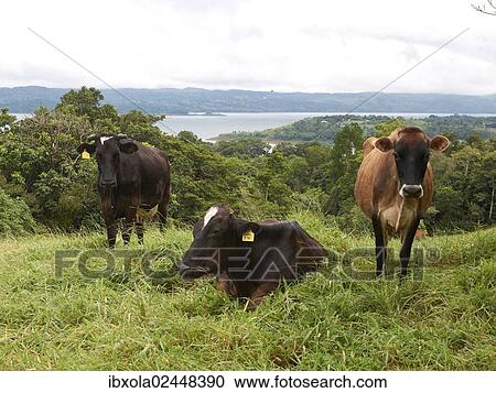 Stock Image - "Cattle in a field near Lake Arenal, Nuevo Arenal, Costa Rica, Guanacaste Province, Central America, North America". Fotosearch