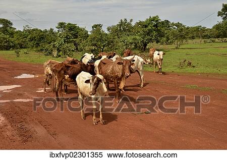 "Cattle in the village of Idool, near Ngaoundere, Cameroon, Central Africa, Africa" View Large Photo Image Stock Photography - "Cattle in the village of Idool, near Ngaoundere, Cameroon, Central Africa, Africa". Fotosearch