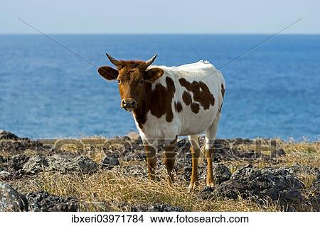 "Cattle on the Pacific coast, Easter Island, Chile, South America" View Large Photo Image Picture - "Cattle on the Pacific coast, Easter Island, Chile, South America". Fotosearch