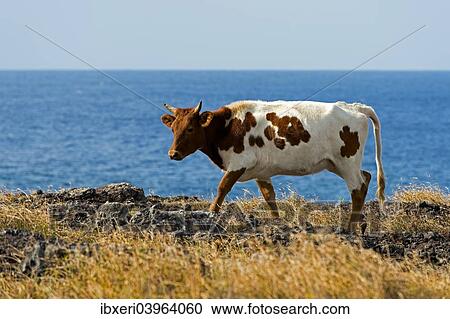 Stock Image - "Cattle on the Pacific coast, Easter Island, Chile, South America". Fotosearch