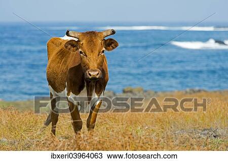 "Cattle on the Pacific coast, Easter Island, Chile, South America" View Large Photo Image Stock Image - "Cattle on the Pacific coast, Easter Island, Chile, South America". Fotosearch