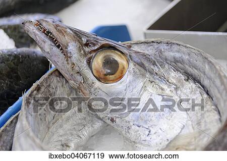 "Caught barracuda, fish market at the old harbour, Vieux Port, Marseille, Bouches-du-Rhone, Provence-Alpes-Cote d'Azur, France, Europe" View Large Photo Image Stock Photo - "Caught barracuda, fish market at the old harbour, Vieux Port, Marseille, Bouches-du-Rhone, Provence-Alpes-Cote d'Azur, France, Europe". Fotosearch