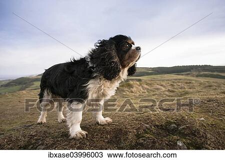 Stock Image - "Cavalier King Charles Spaniel, adult, tricolor, standing on a hill in the wind, Perthshire, Scotland, United Kingdom, Europe". Fotosearch