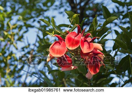 "Ceibo flowers, cockspur coral tree (Erythrina crista-galli), national tree of Argentina, Gualeguaychu, Entre Rios province, Argentina, South America" View Large Photo Image Stock Image - "Ceibo flowers, cockspur coral tree (Erythrina crista-galli), national tree of Argentina, Gualeguaychu, Entre Rios province, Argentina, South America". Fotosearch
