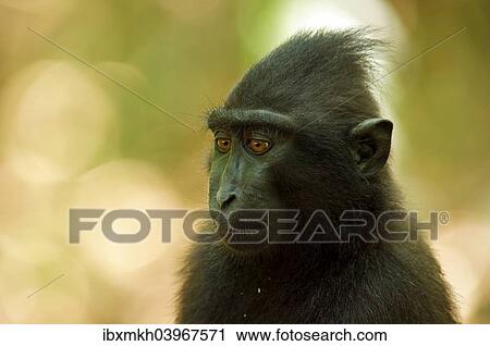 "Celebes Crested Macaque (Macaca nigra), Tangkoko National Park, Sulawesi, Indonesia, Asia" View Large Photo Image Stock Image - "Celebes Crested Macaque (Macaca nigra), Tangkoko National Park, Sulawesi, Indonesia, Asia". Fotosearch