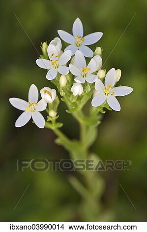 "Centaury (Centaurium erythraea), white flowers, Burgenland, Austria, Europe" View Large Photo Image Picture - "Centaury (Centaurium erythraea), white flowers, Burgenland, Austria, Europe". Fotosearch
