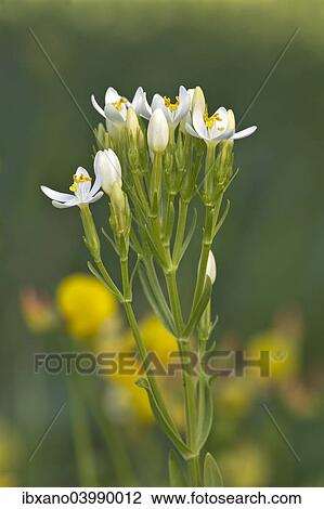 Stock Image - "Centaury (Centaurium erythraea), white flowers, Burgenland, Austria, Europe". Fotosearch