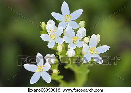 "Centaury (Centaurium erythraea), white flowers, Burgenland, Austria, Europe" View Large Photo Image Stock Image - "Centaury (Centaurium erythraea), white flowers, Burgenland, Austria, Europe". Fotosearch