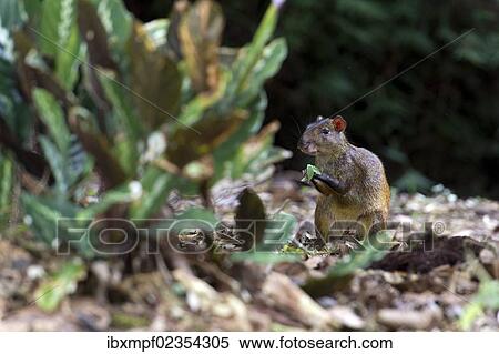 "Central American Agouti (Dasyprocta punctata), San Vito, Puntarenas Province, Costa Rica, Central America, North America" View Large Photo Image Stock Photography - "Central American Agouti (Dasyprocta punctata), San Vito, Puntarenas Province, Costa Rica, Central America, North America". Fotosearch