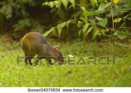 Picture - "Central American Agouti or Punctate Agouti (Dasyprocta punctata), grazing, Puntarenas Province, Costa Rica, North America". Fotosearch
