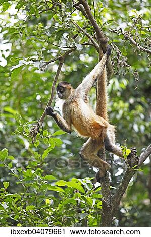 "Central American Spider Monkey or Geoffroy's Spider Monkey (Ateles geoffroyi), climbing on a tree, Alajuela province, Costa Rica, North America" View Large Photo Image Stock Image - "Central American Spider Monkey or Geoffroy's Spider Monkey (Ateles geoffroyi), climbing on a tree, Alajuela province, Costa Rica, North America". Fotosearch