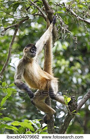 Stock Image - "Central American Spider Monkey or Geoffroy's Spider Monkey (Ateles geoffroyi), climbing on a tree, Alajuela province, Costa Rica, North America". Fotosearch
