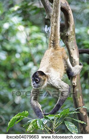 "Central American Spider Monkey or Geoffroy's Spider Monkey (Ateles geoffroyi), clinging to a tree with its tail, Alajuela province, Costa Rica, North America" View Large Photo Image Stock Image - "Central American Spider Monkey or Geoffroy's Spider Monkey (Ateles geoffroyi), clinging to a tree with its tail, Alajuela province, Costa Rica, North America". Fotosearch