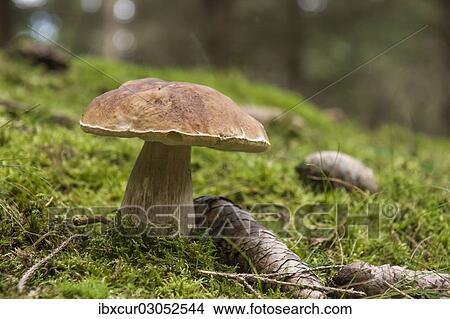 "Cep, Porcini or Penny Bun Bolete (Boletus edulis), Thuringia, Germany, Europe" View Large Photo Image Picture - "Cep, Porcini or Penny Bun Bolete (Boletus edulis), Thuringia, Germany, Europe". Fotosearch