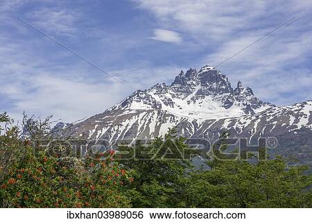 "Cerro Castillo mountain range and Chilean fire bush, also Notro or ciruelillo (Embothrium coccineum), Villa Cerro Castillo, Aysen, Chile, South America" View Large Photo Image Stock Photograph - "Cerro Castillo mountain range and Chilean fire bush, also Notro or ciruelillo (Embothrium coccineum), Villa Cerro Castillo, Aysen, Chile, South America". Fotosearch