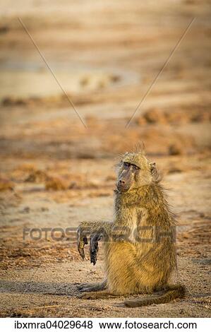 "Chacma Baboon (Papio ursinus) sitting on the ground in the evening light, Chobe National Park, Chobe River, Botswana, Africa" View Large Photo Image Stock Photo - "Chacma Baboon (Papio ursinus) sitting on the ground in the evening light, Chobe National Park, Chobe River, Botswana, Africa". Fotosearch
