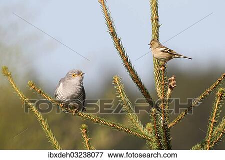 "Chaffinch (Fringilla coelebs) being angry with a cuckoo (Cuculus canorus), Allgau, Bavaria, Germany, Europe" View Large Photo Image Stock Photo - "Chaffinch (Fringilla coelebs) being angry with a cuckoo (Cuculus canorus), Allgau, Bavaria, Germany, Europe". Fotosearch